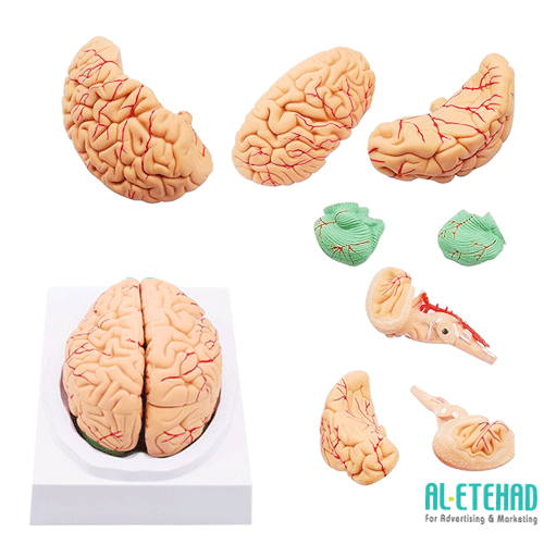 Anatomical model of the brain