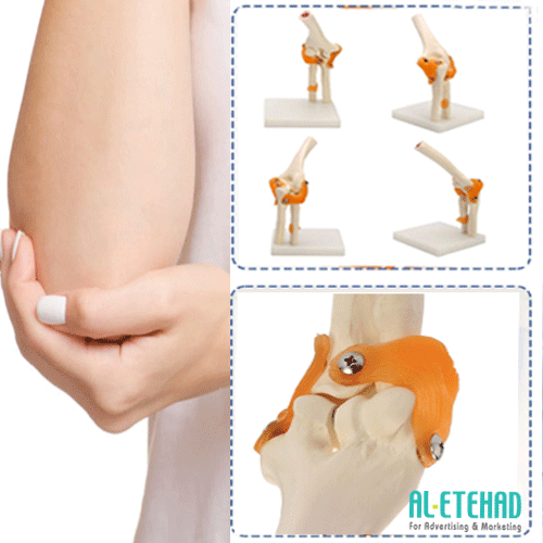 Medical model of the Elbow