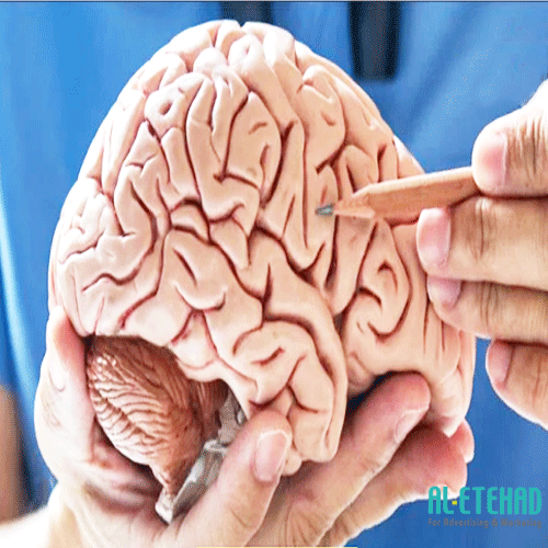 Anatomical model of the brain