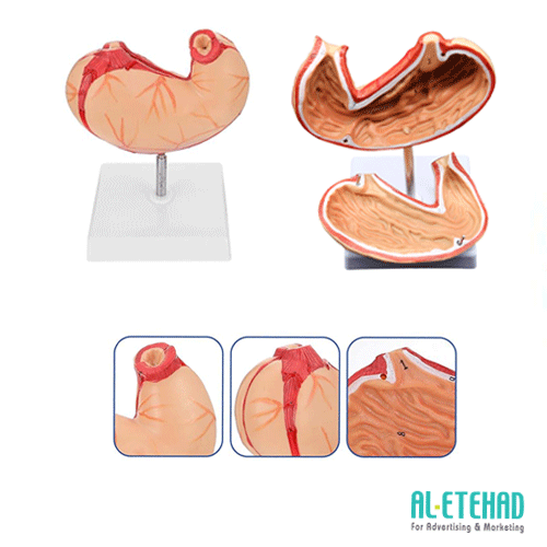 medical model of stomach